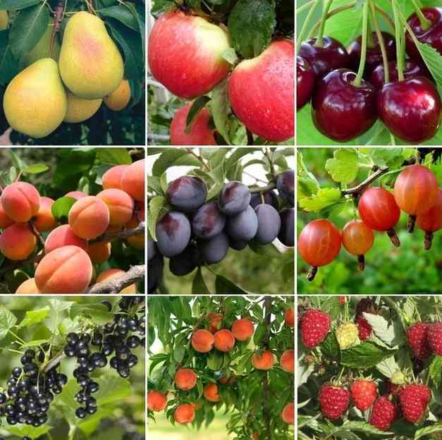 Плодово-ягодные деревья и кустарники